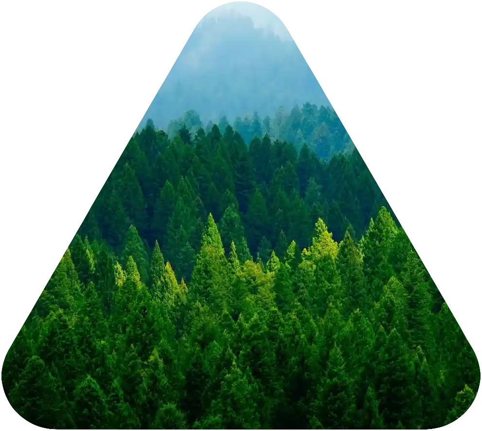 view of sustainable forest